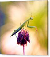 The Omen Of The Praying Mantis... Canvas Print