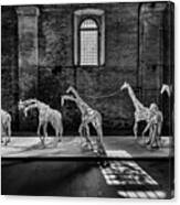 The Parade Of Giraffes Canvas Print