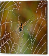 The Pearls Of The Spider Canvas Print