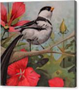 The Pin Tailed Whydah Canvas Print