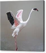 The Pink Lesser Flamingo Canvas Print