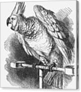The Popular Poll-parrot, 1866. Artist Canvas Print