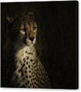 The Portrait Of A Cheetah Canvas Print