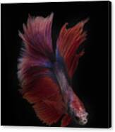The Red And Blue Betta Fish Canvas Print