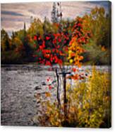 The Red Maple Canvas Print
