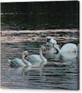 The Serpentine's Swans And Ducks Canvas Print