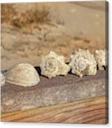 The Shell Collection Canvas Print