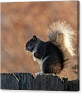 The Squirrel With The White Tail Canvas Print