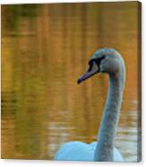 The Swan Canvas Print