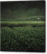 The Tea Picker Canvas Print