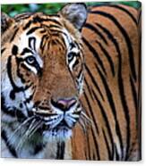 The Tiger In A Royal Mood Canvas Print