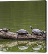 The Turtle King Canvas Print