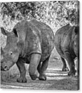 The Two Rhinos - Wildlife Iii Canvas Print