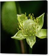 Thimbleweed Flower Canvas Print