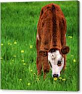 This Smells Delicious #2 - Calf Smells Dandelion Before Eating It Canvas Print