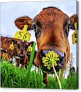 This Smells Delicious #1- Calf Smelling Dandelion Flower In Spring Pasture Canvas Print