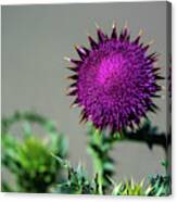 Thistle Do Nicely Canvas Print