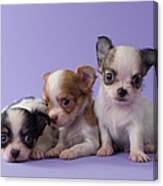 Three Chihuahua Puppies Canvas Print