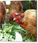 Three Hens On Organic Farm Canvas Print