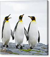 Three King Penguins Aptenodytes Canvas Print