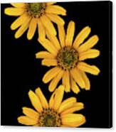 Three Sunflowers Canvas Print