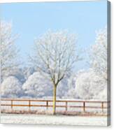 Three Winter Trees And Frozen Fence Canvas Print