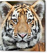 Tiger Cub Portrait Canvas Print