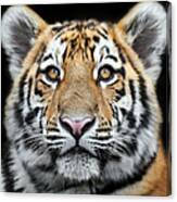 Tiger Cub Staring Canvas Print