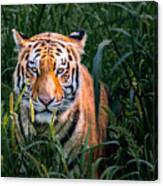 Tiger Staring Canvas Print