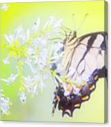 Tiger Swallowtail Butterfly On Privet Flowers Canvas Print