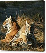 Tigers Panthera Tigris Cub Lying On His Canvas Print