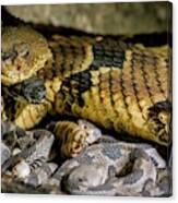Timber Rattlesnake And Young Canvas Print