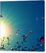 Tiny Flowers And Blue Sky With Bright Canvas Print