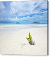 To Be A Coconut Canvas Print