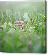 Toad In Grassy Lawn Canvas Print