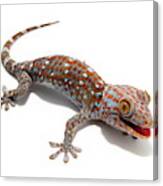 Tokay Gecko Canvas Print