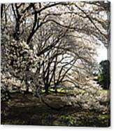 Tokyo, Japan, Cherry Tree In Bloom In Canvas Print