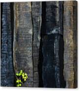 Touch Of Green On Basalt Canvas Print