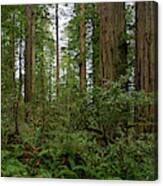 Trail Dwarfed By The Trees Pano Canvas Print