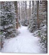 Trail Through The Snowy Forest Canvas Print