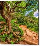 Trails At Craggy Gardens In North Canvas Print