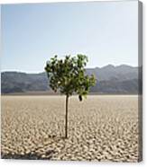 Tree Growing In Desert Canvas Print