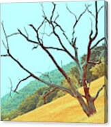 Tree In The Field Canvas Print