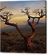 Tree On Top Of Hill Of  Yorkshire Dales Canvas Print