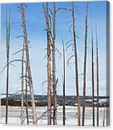 Tree Trunks In Snow With Blue Sky In Canvas Print