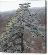 Tree With Hoarfrost Canvas Print