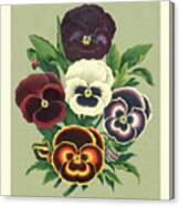 Tricolor Pansies I Canvas Print