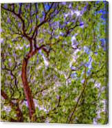 Tropical Tree Tops Canvas Print