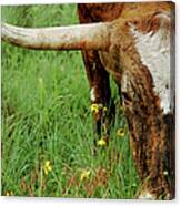 True Texas Longhorn Canvas Print
