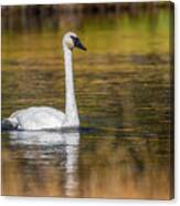 Trumpeter Swan, Firehole River Canvas Print